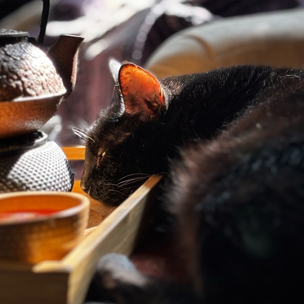 Meet your Posher, Rosalie